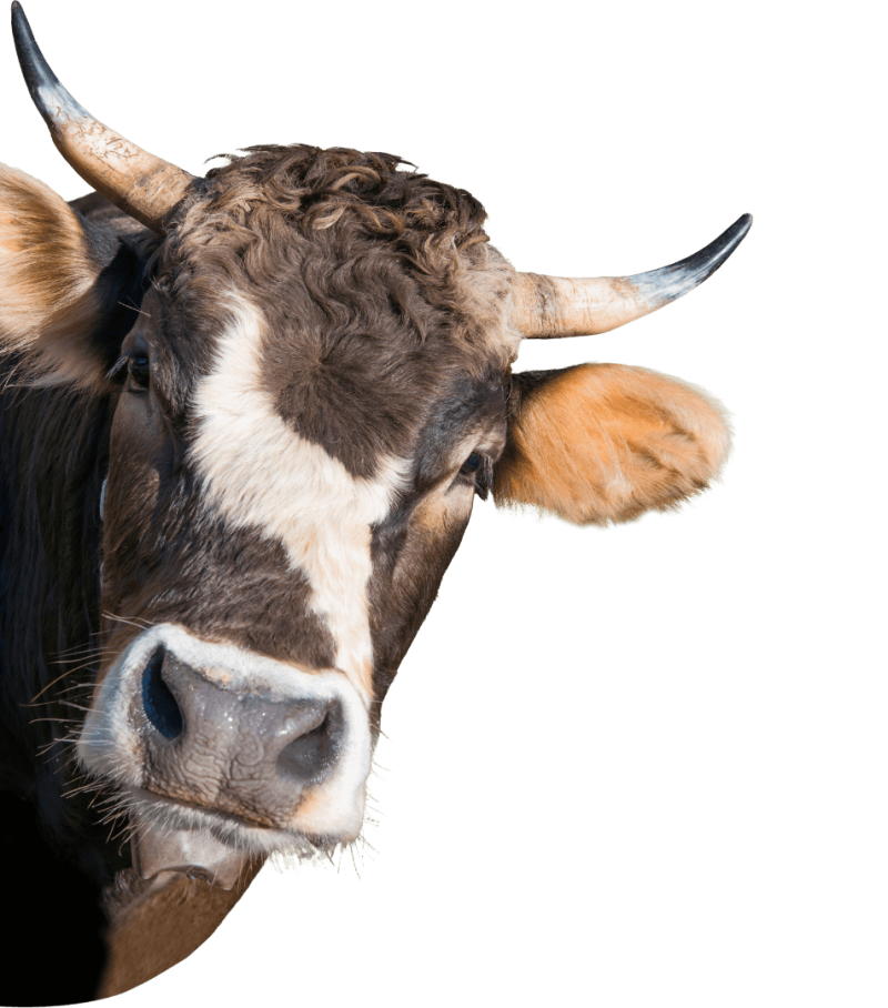 Cow-2