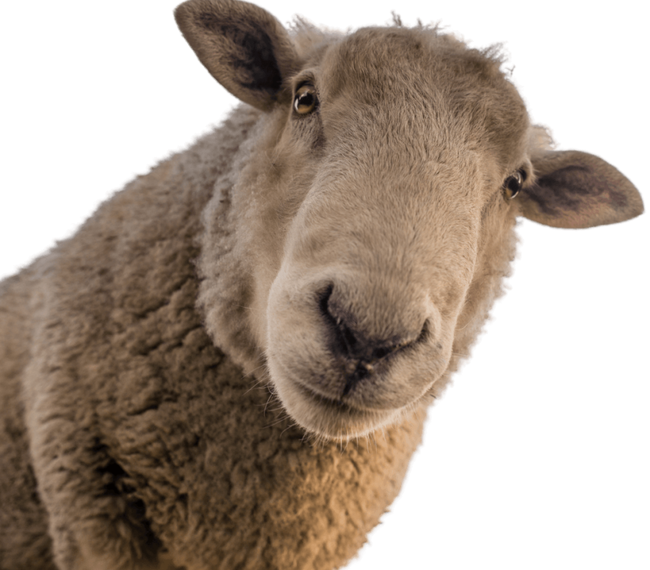 sheep (3)